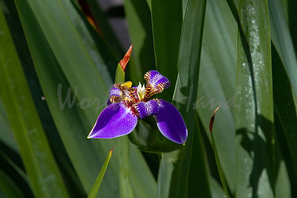 Purple Iris