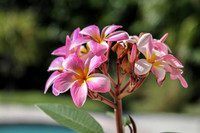 Pink Plumeria