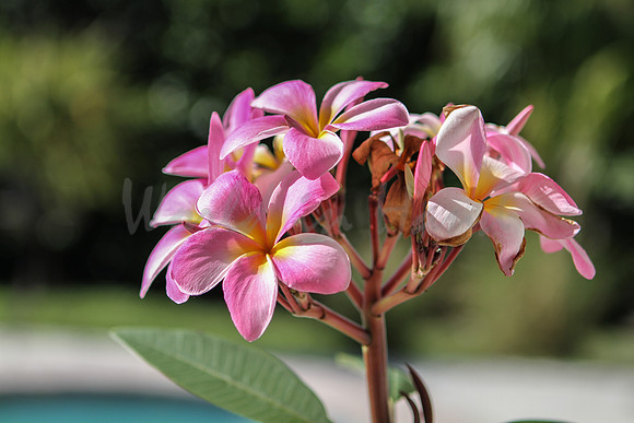 Pink Plumeria