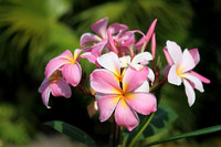Pink Plumeria