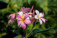 Pink Plumeria