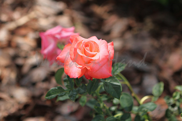 Red Rose