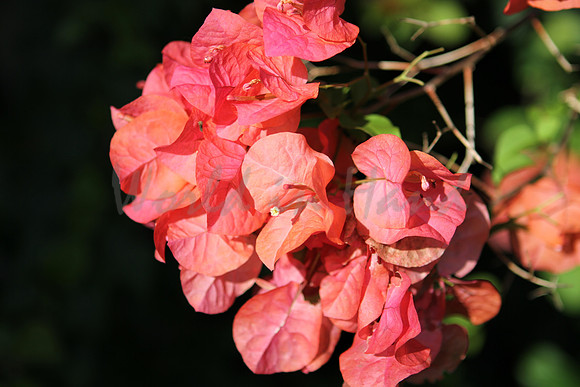 Bougainvillea