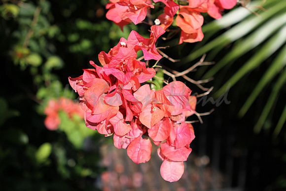 Bougainvillea