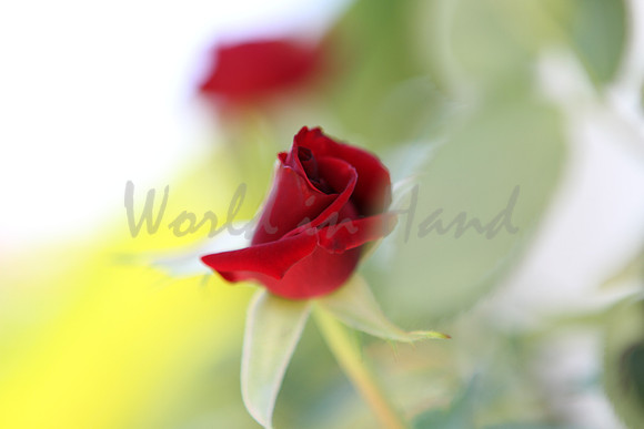 Red Rose