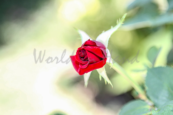 Red Rose