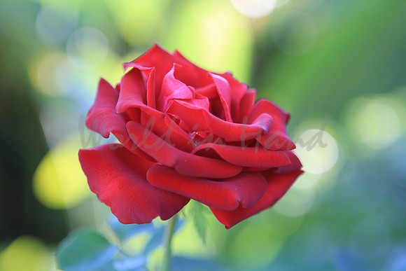 Red Rose