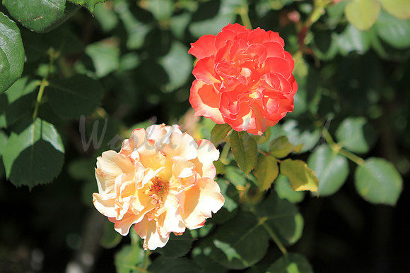 red rose