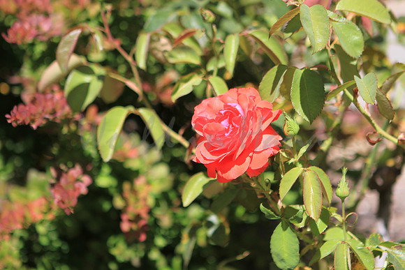 red rose