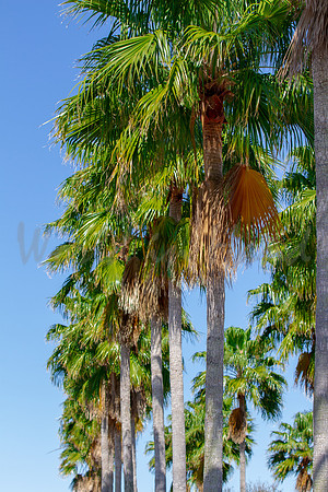 Breezy palm trees