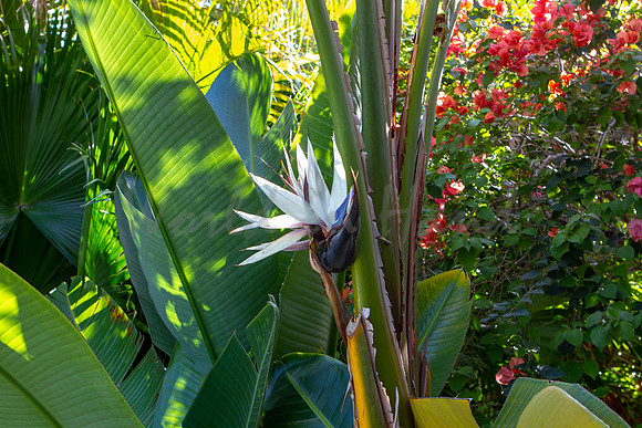 Birds of paradise