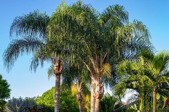 Breezy palm trees