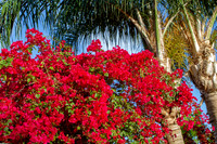 Red Bougainvillea among the palms