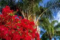 Red Bougainvillea among the palms