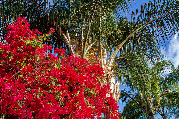 Red Bougainvillea among the palms