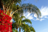 Red Bougainvillea among the palms