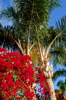 Red Bougainvillea among the palms