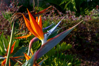 Birds of paradise
