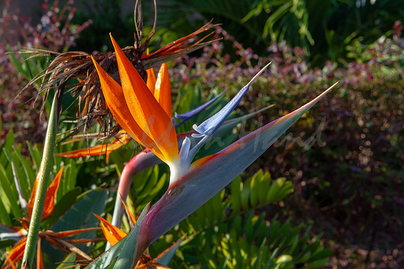 Birds of paradise