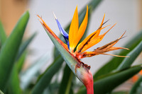 Birds of paradise