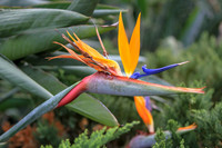 Birds of paradise