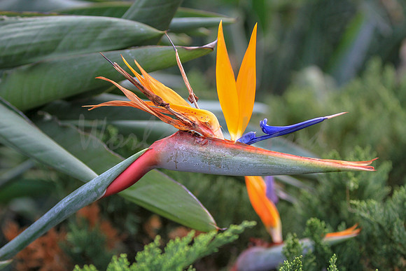 Birds of paradise