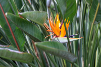 Birds of paradise