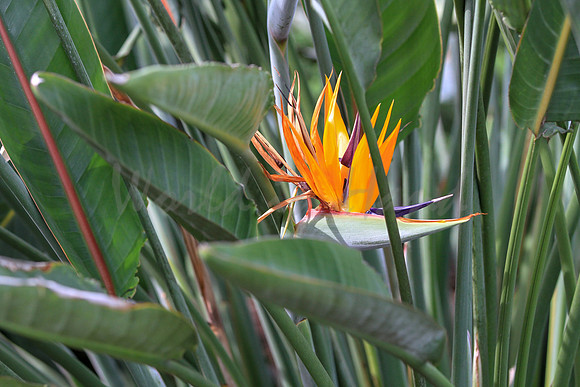 Birds of paradise