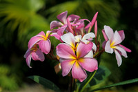 Pink Plumeria
