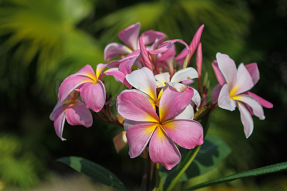 Pink Plumeria