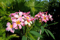 Pink Plumeria