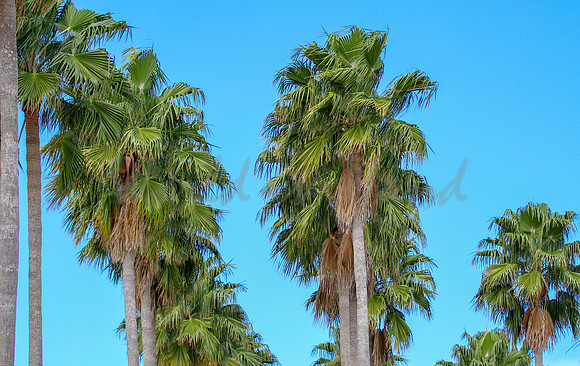 Breezy palm trees