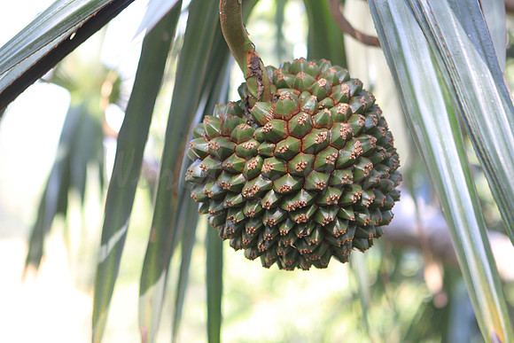 Hot Tropics (18)