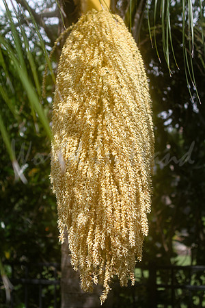 Flowering palm tree