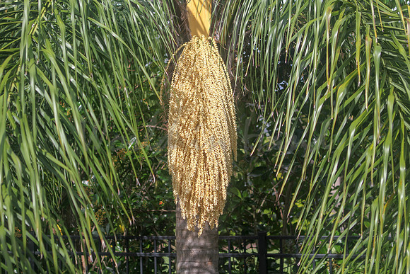Flowering palm tree