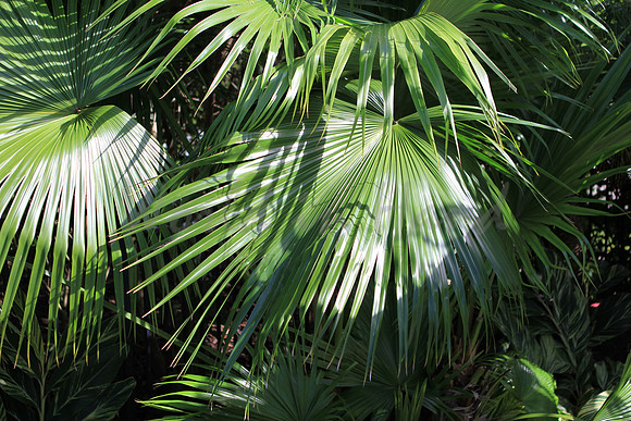 Breezy palm trees