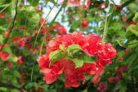 Red Bougainvillea among the palms