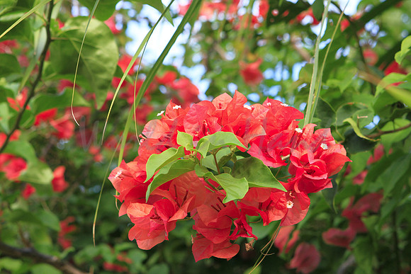Red Bougainvillea among the palms