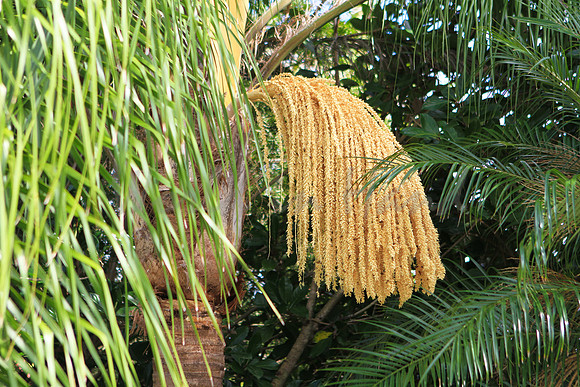 Flowering palm tree