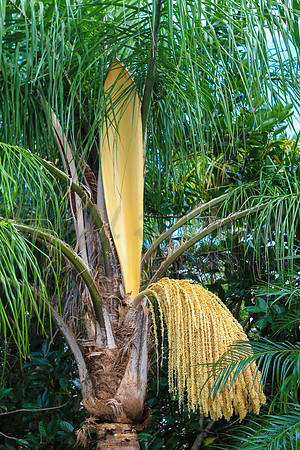 Flowering palm tree