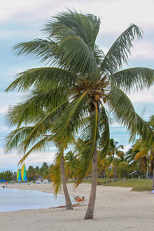 Breezy palm trees