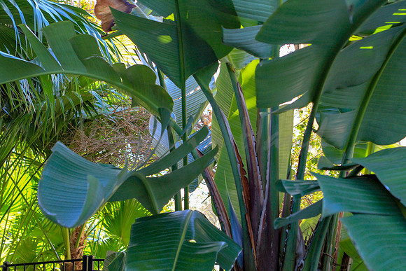 Breezy palm trees
