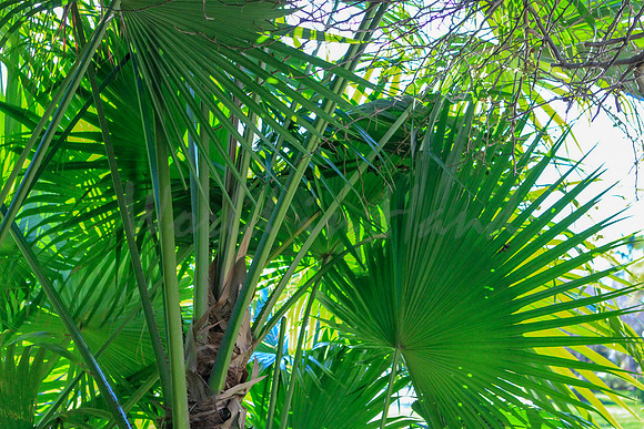 Breezy palm trees