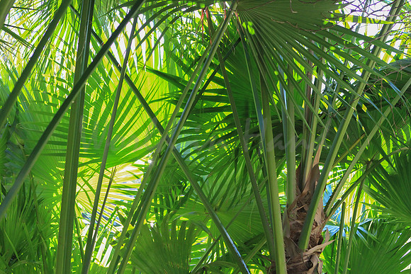 Breezy palm trees