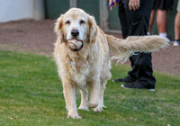 Dog with baseball