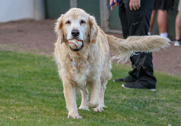 Dog with baseball