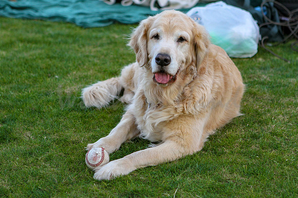 Dog with baseball
