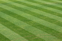 Fresh cut stadium grass