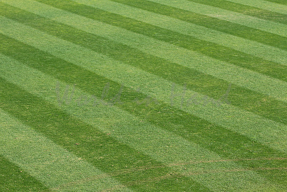 Fresh cut stadium grass