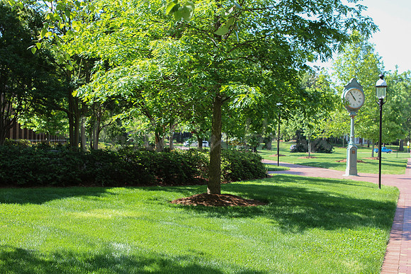 Foliage